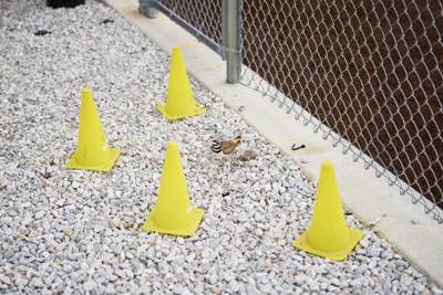 2026-04-17 Rowlett vs Sachse Softball-049.jpg