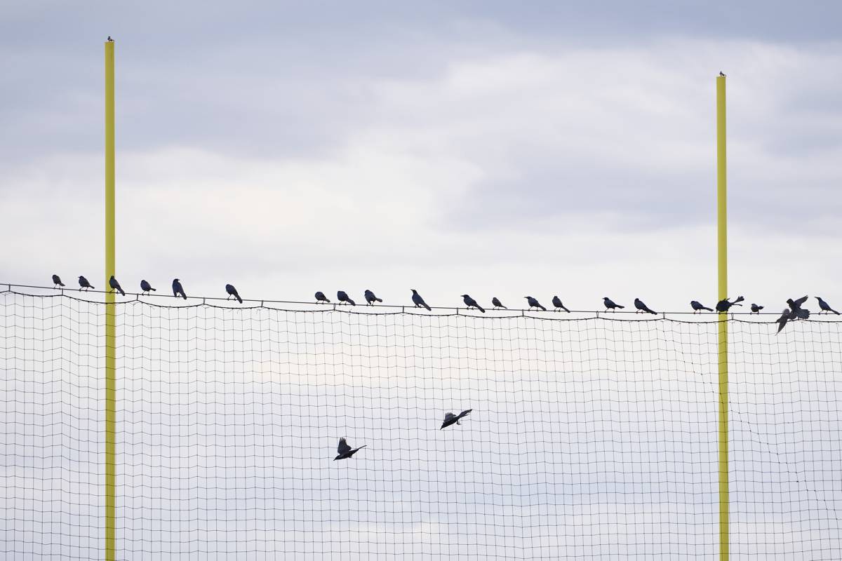 2026-03-07 Lovejoy Distance Festival-001.jpg